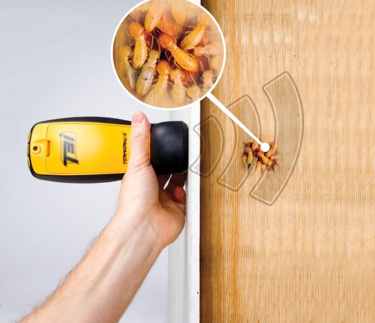 How much does a termite inspection cost in Melbourne?