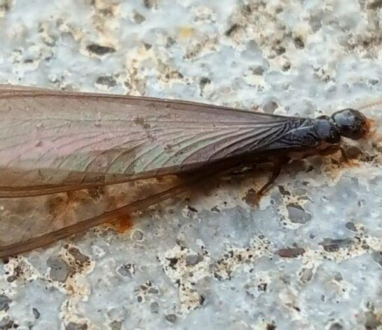 What are flying termites and when do they appear in Melbourne?