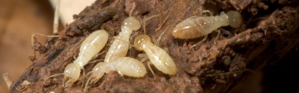 Termite workers