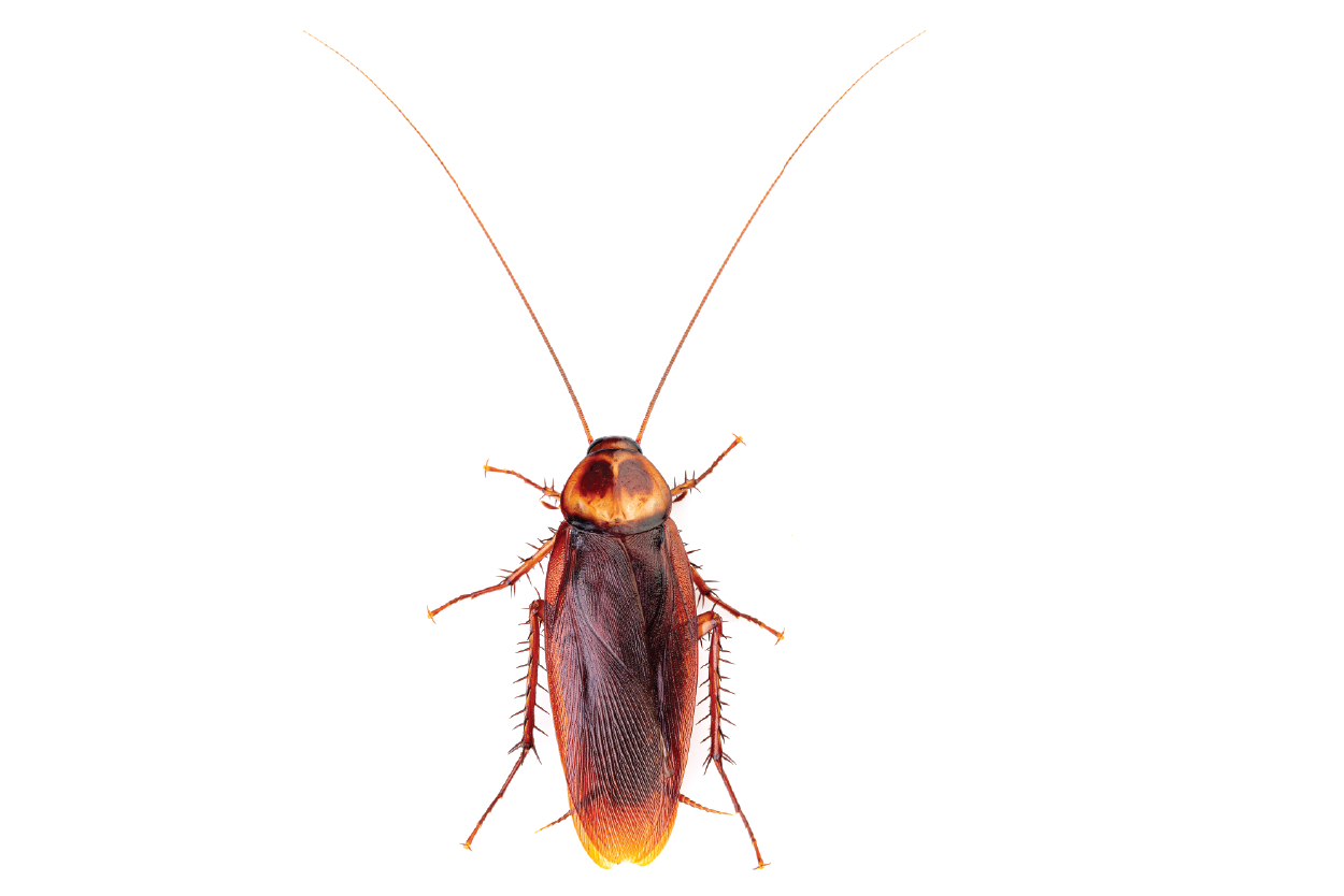 American cockroach