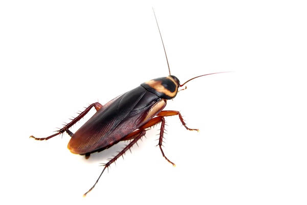 Australian cockroach
