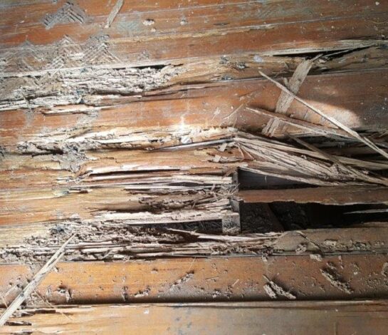 Does Home Insurance Cover Termite Damage?