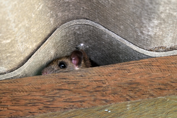 Roof rat in roof
