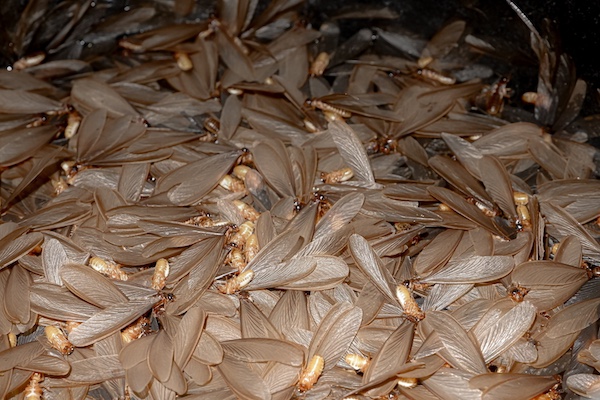 Flying termites on ground after shedding wings